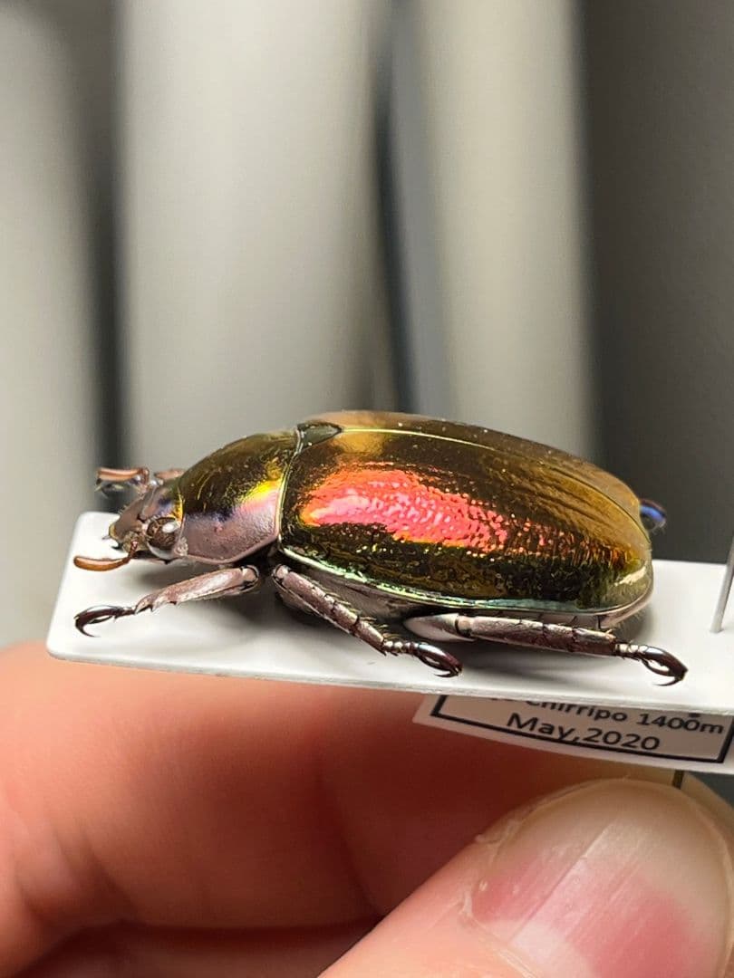 【29mm】多分クリサルギレアプラチナコガネ レッドフォーム標本