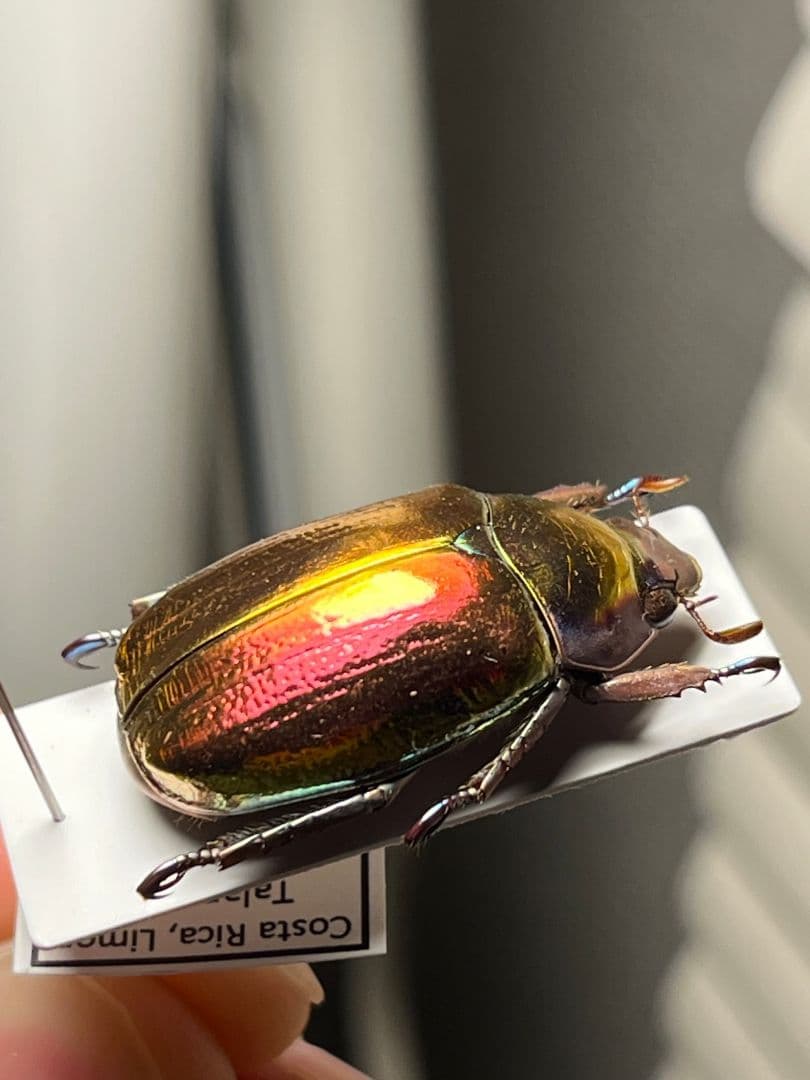 【29mm】多分クリサルギレアプラチナコガネ レッドフォーム標本