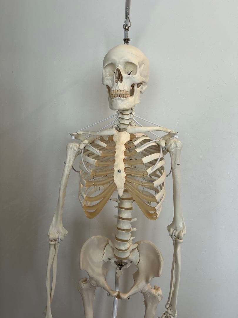 3B Scientific フランク・可動性改良型　人体骨格模型　最終価格