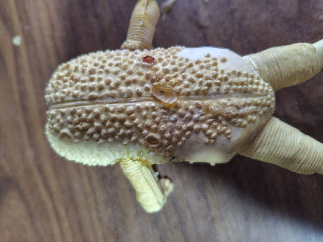 仮面ライダー　キバ男爵　ヤモリジン、ガマボイラー他