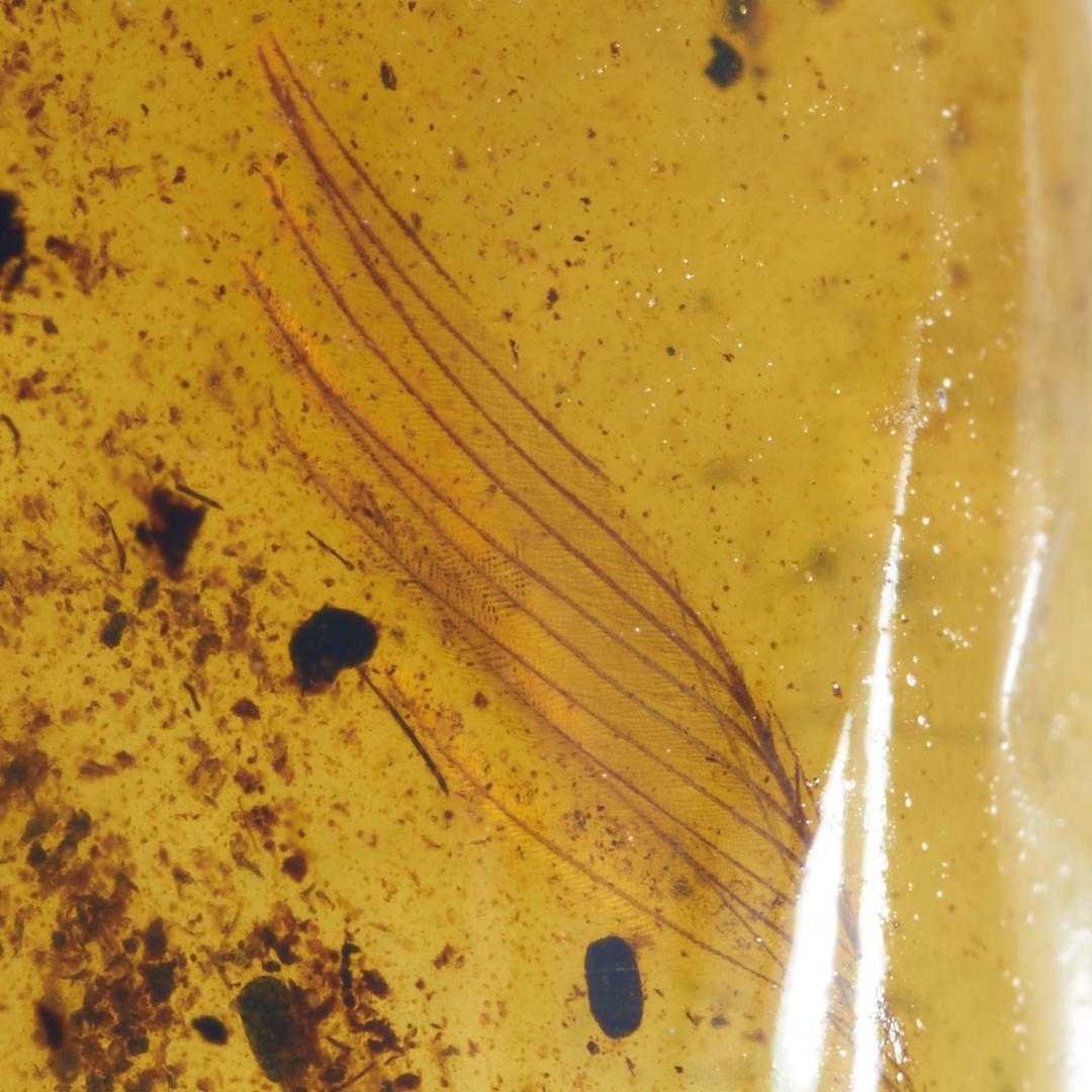 レア極上品 PA0026虫入り琥珀化石　ミャンマーカムティかタナイ9900万年前