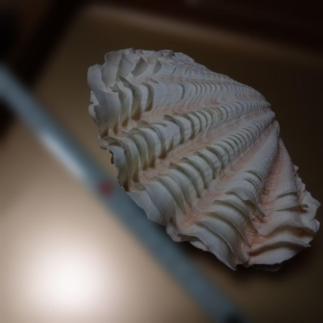 貴重♡♡天然貝殻型装飾品