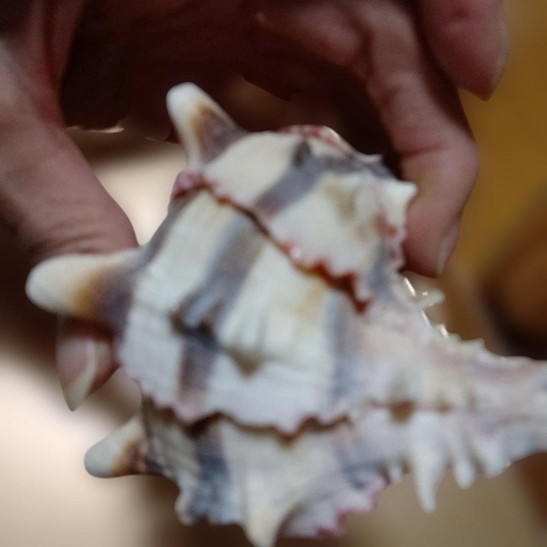 貴重♡♡天然貝殻型装飾品