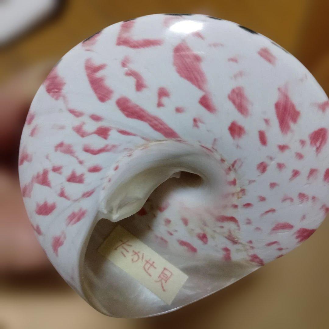 貴重♡♡天然貝殻型装飾品