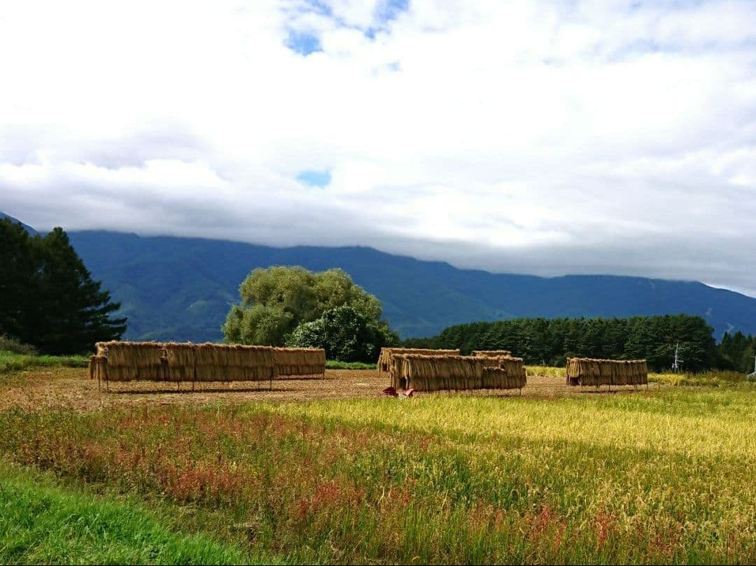 小さな農家の丁寧に育てた☆美味しいお米　長野県産　コシヒカリ 10kg