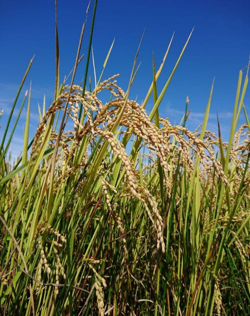 小さな農家の丁寧に育てた☆美味しいお米　長野県産　コシヒカリ 10kg