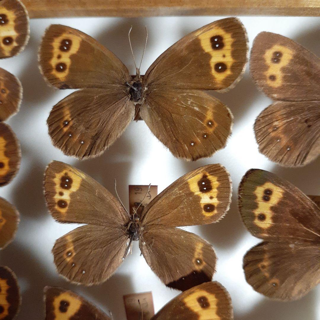 蝶標本ベニヒカゲ、クモマベニヒカゲ、シロオビヒメヒカゲ中型ドイツ標本箱入り