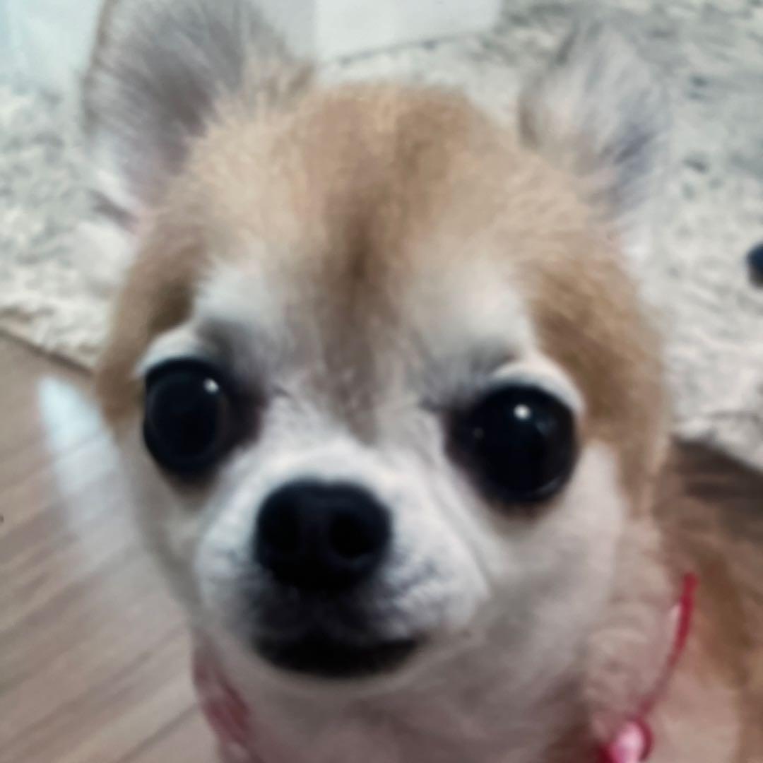 小型犬用手編み服　M IＬＫ