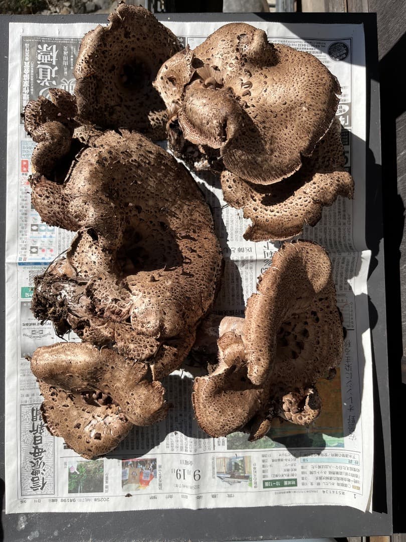 香茸　天然香茸　1111グラム