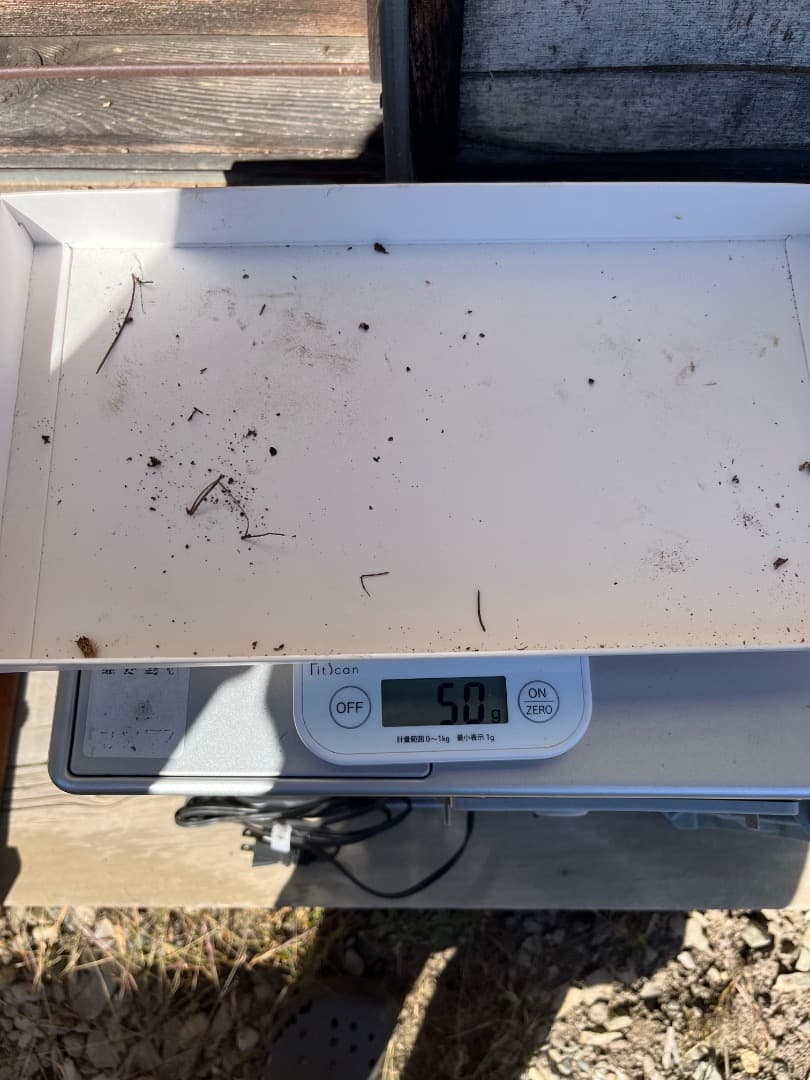 香茸　天然香茸　1111グラム