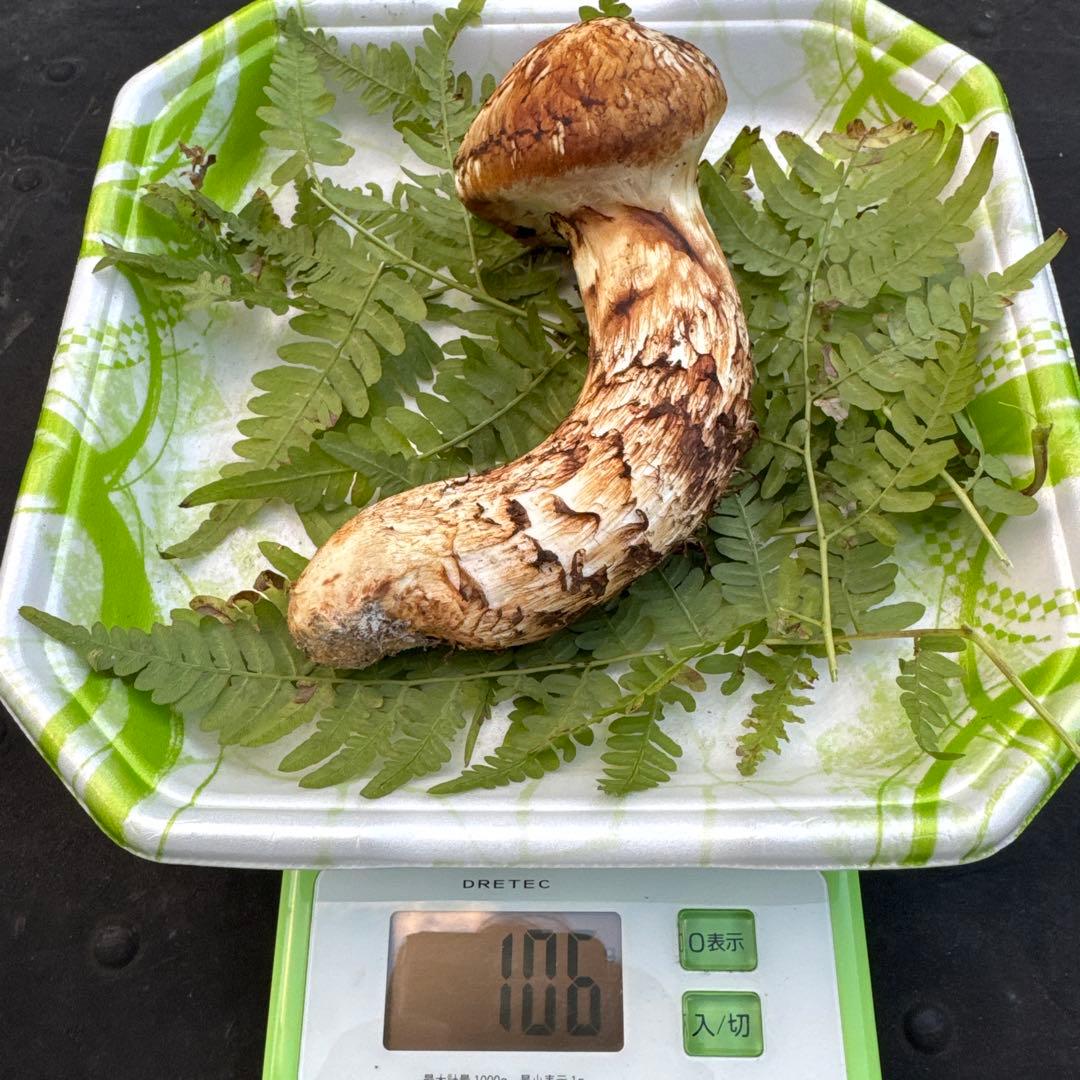 岩手県産　採れたて！　松茸　マツタケ　まつたけ　天然　国産