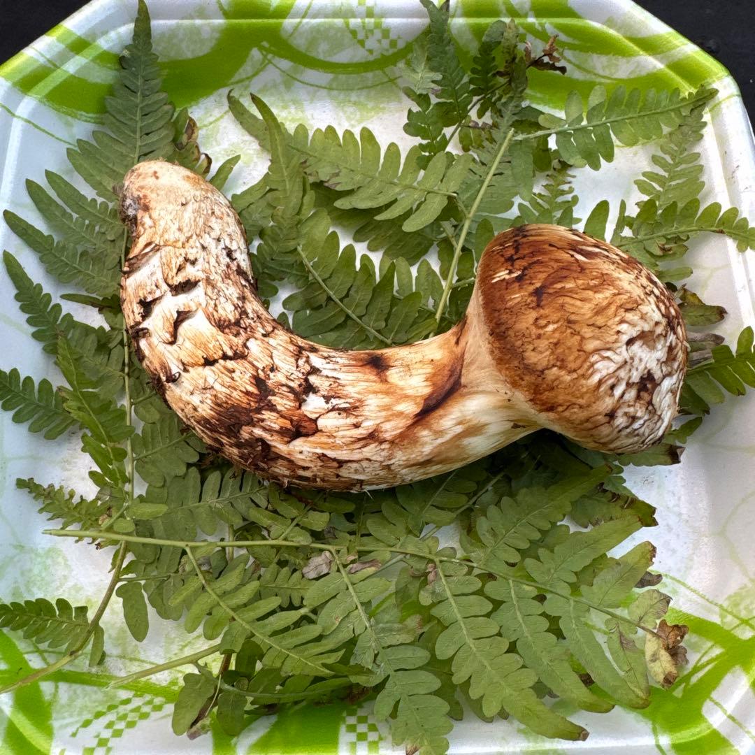岩手県産　採れたて！　松茸　マツタケ　まつたけ　天然　国産