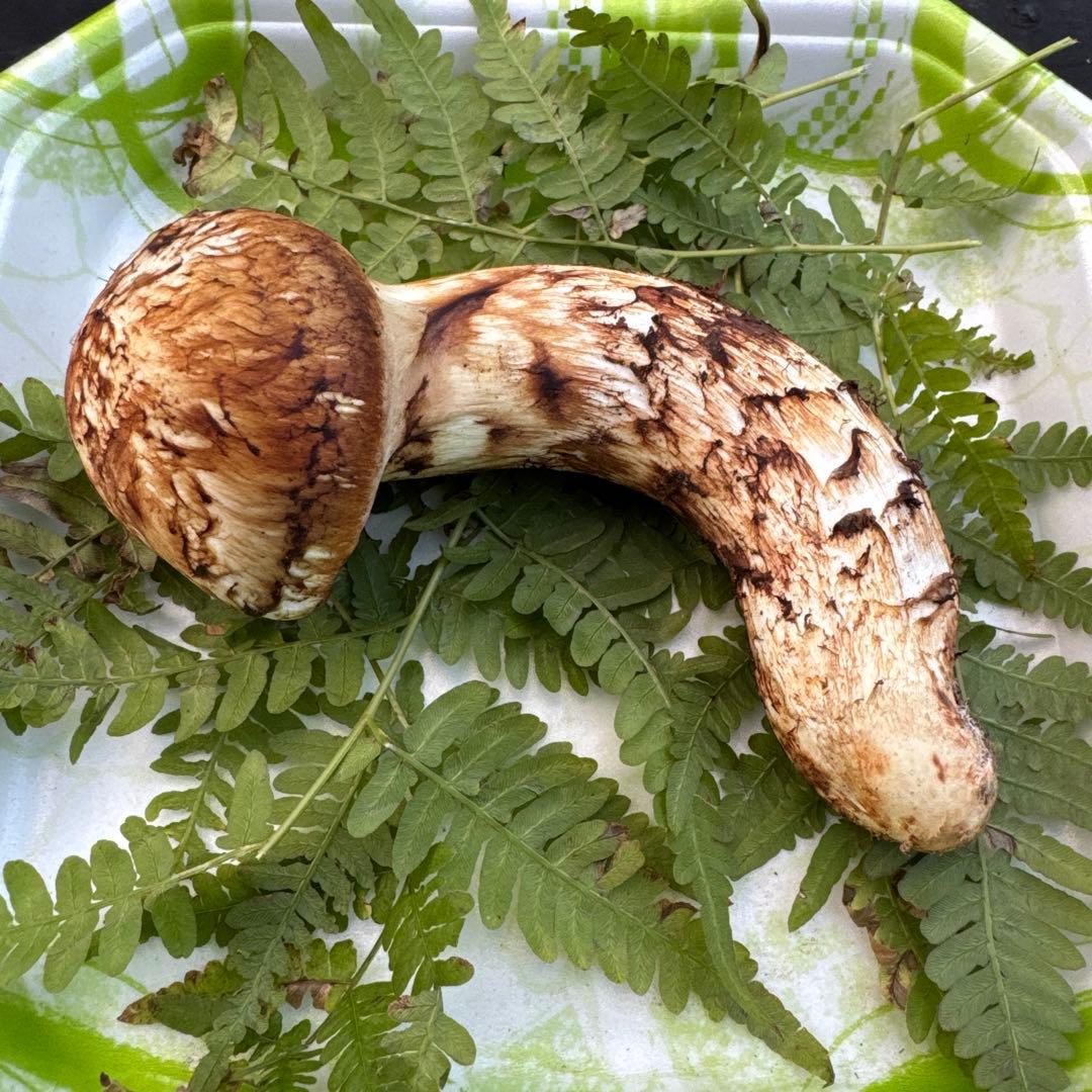 岩手県産　採れたて！　松茸　マツタケ　まつたけ　天然　国産
