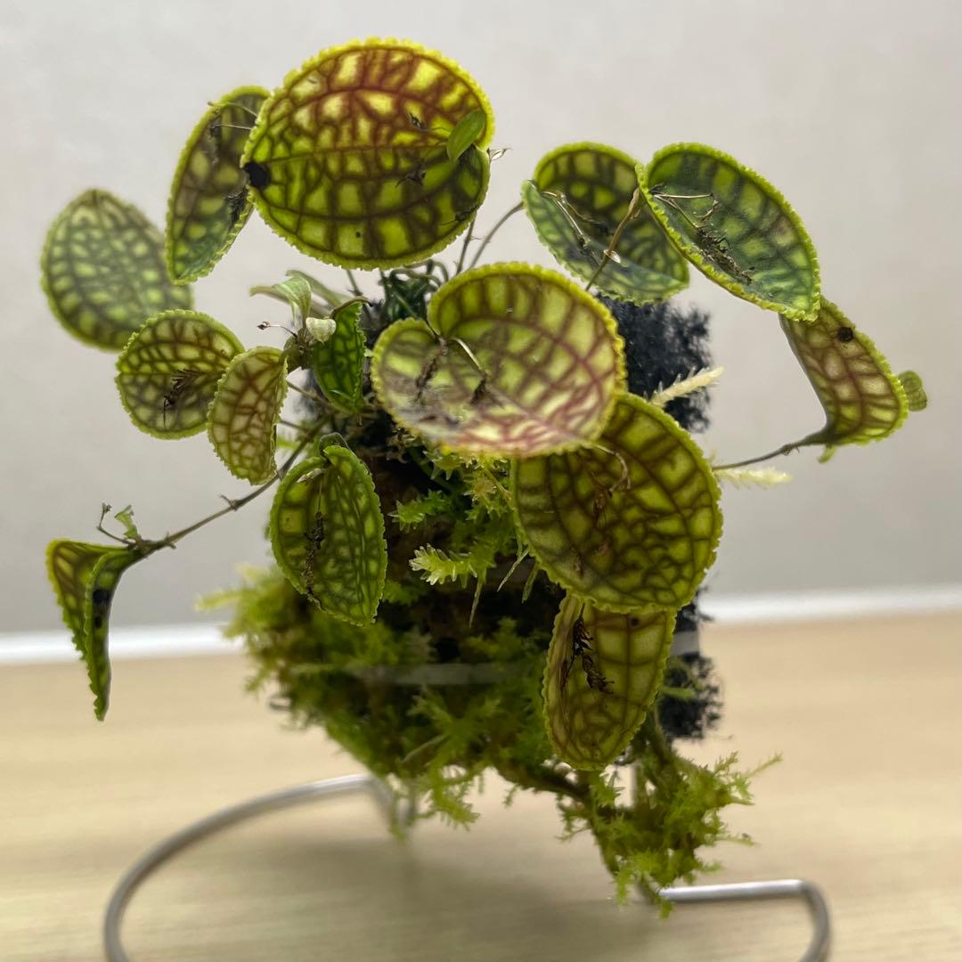 アツ　MARU 95 2個　ADA レパンテス・カロディクティオン 。