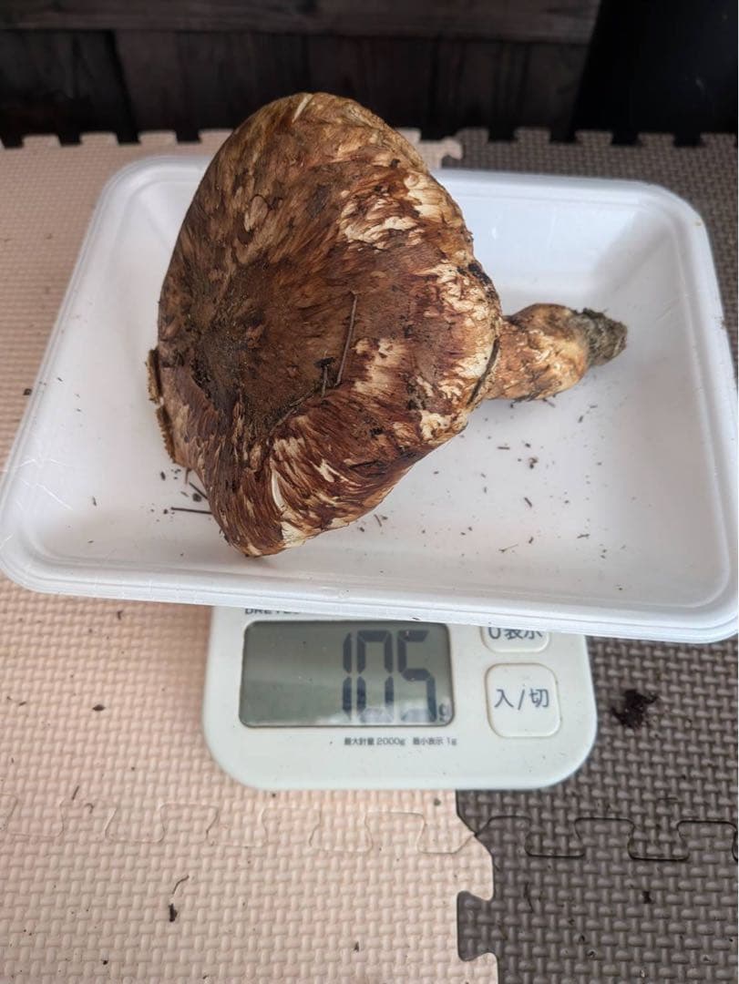 イノッチ 岩手県産 松茸