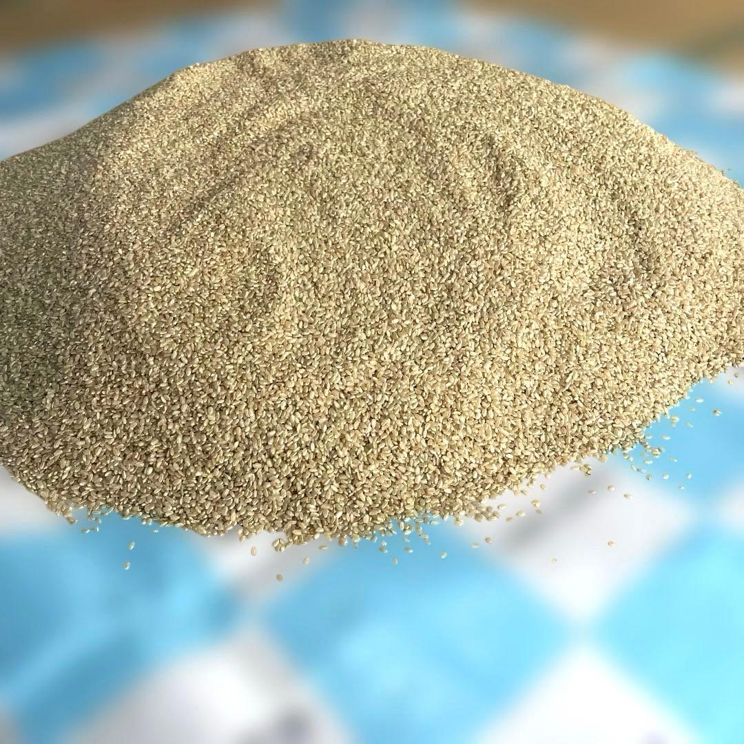 能登産コシヒカリの玄米　令和6年産　20kg