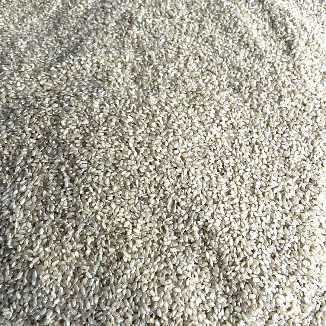 能登産コシヒカリの玄米　令和6年産　20kg