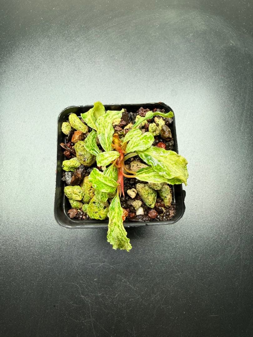 Bucephalandra sp. Variegata Marble 2木