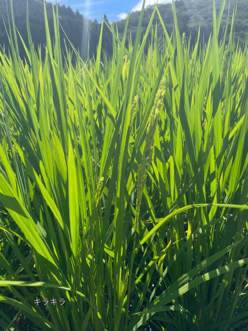 玄米　20kg 農家直送　コシヒカリ　 広島県産