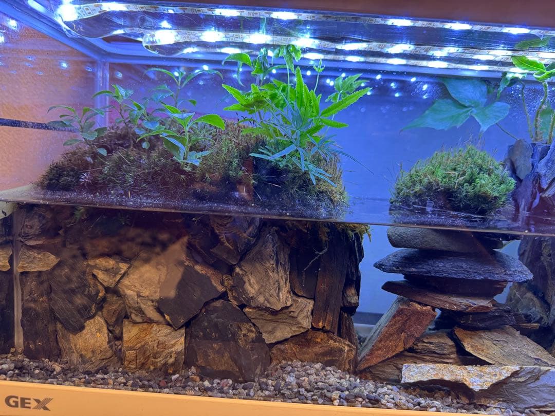 水の流れる滝テラリウム水槽　苔テラリウム