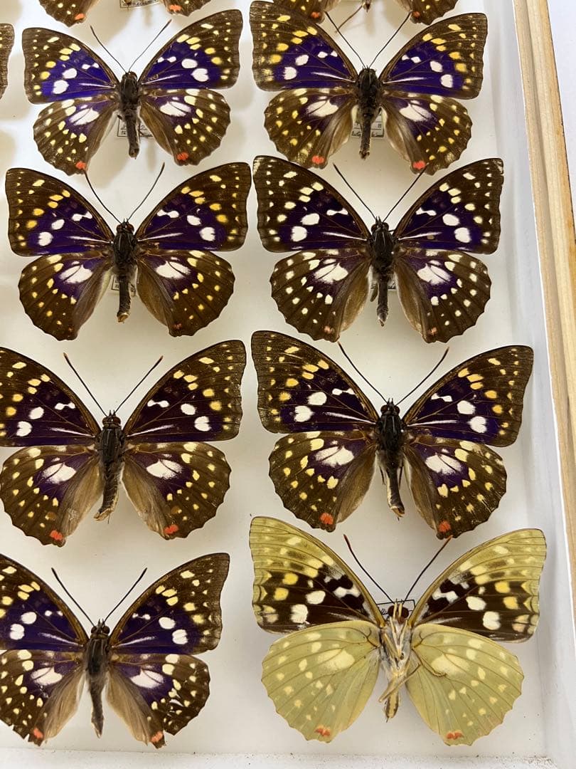 希少蝶の標本オオムラサキ等採取1982/1987等ケース約50x42x6cm