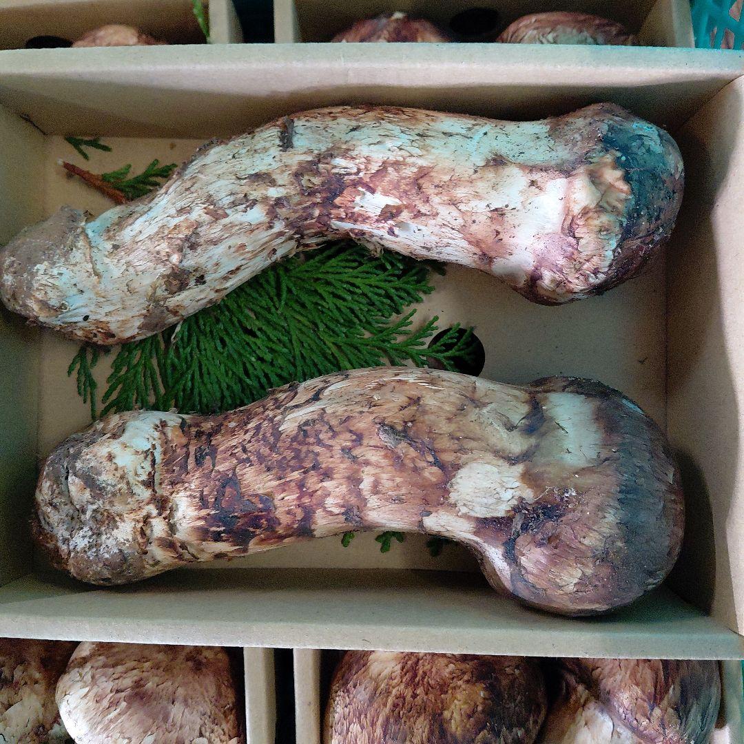 中国産特大松茸新鮮 5箱