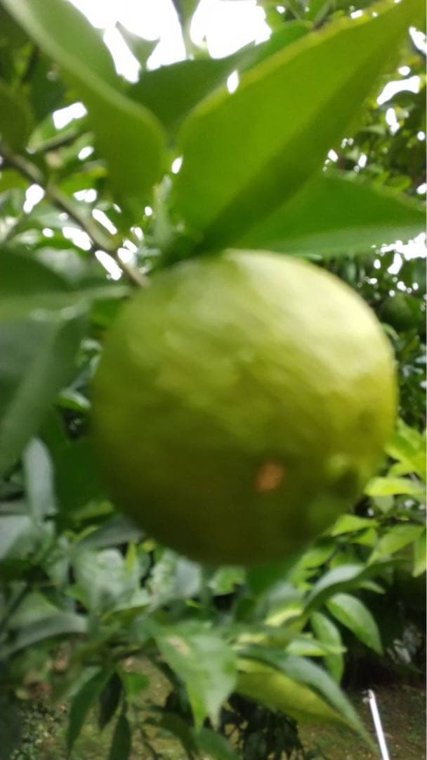 完全無農薬　青ゆず　青柚子　箱込み10kgちょっと入ります！