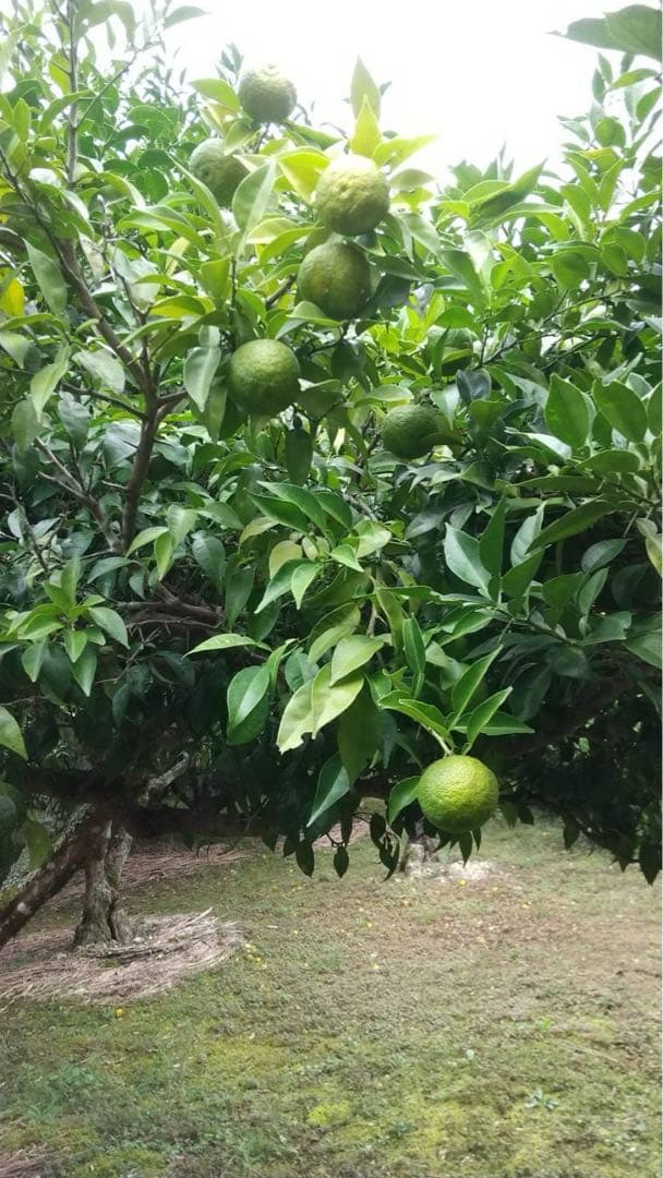 完全無農薬　青ゆず　青柚子　箱込み10kgちょっと入ります！