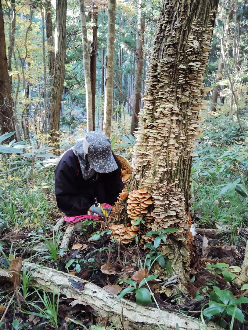 生なめこ　3kg！