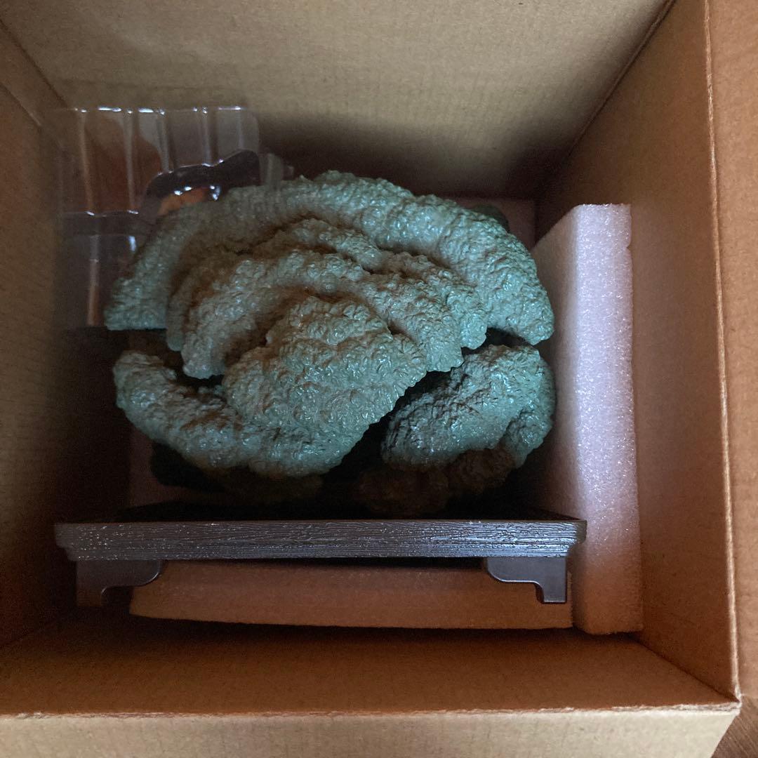 となりのトトロ　ウォーターガーデン　BONSAI