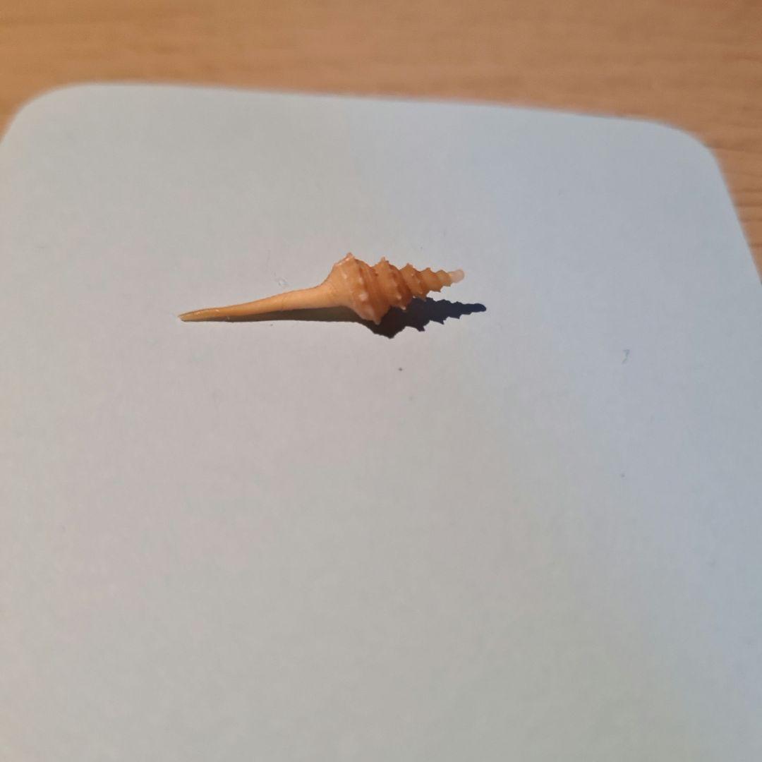 貝殻 Coluzea Groschi