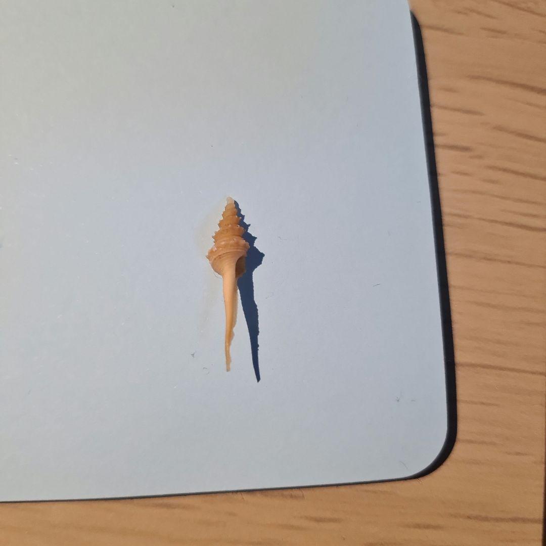 貝殻 Coluzea Groschi