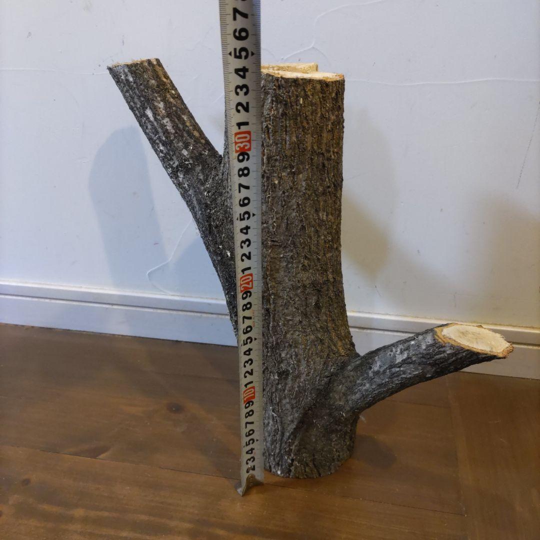 直径10cm　くぬぎ とまり木 自立　昆虫　トカゲ　爬虫類　無農薬無消毒