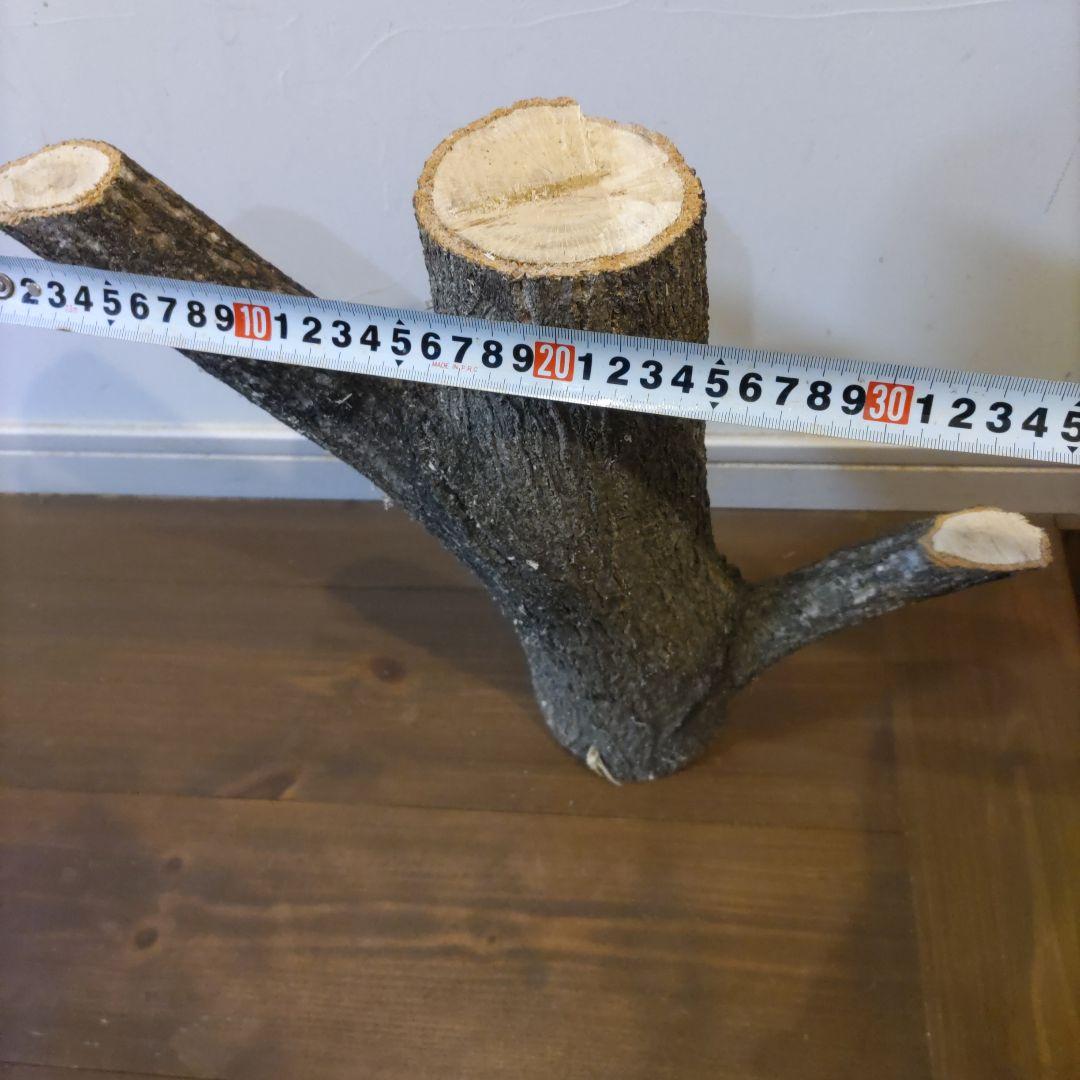 直径10cm　くぬぎ とまり木 自立　昆虫　トカゲ　爬虫類　無農薬無消毒