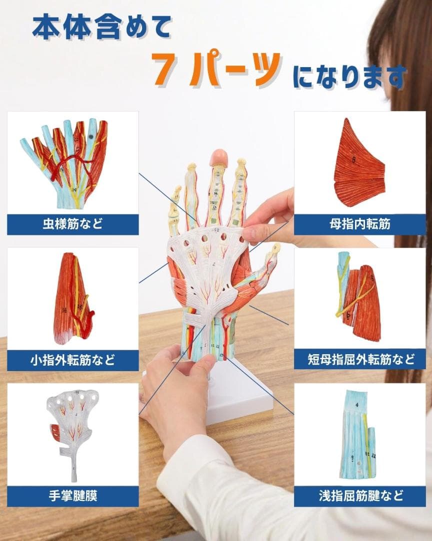人体模型　手解剖模型 7パーツ分解 等身大 軟部組織付き