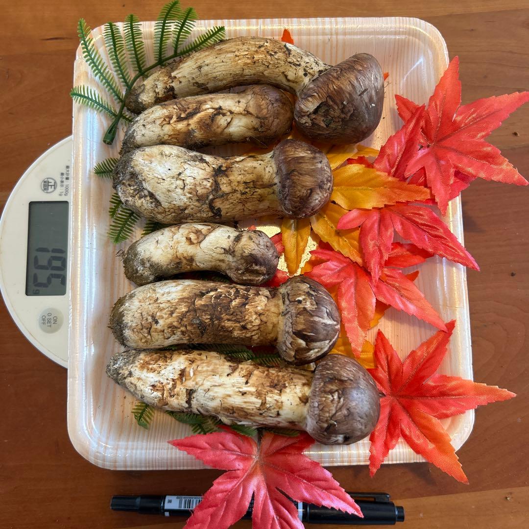 北海道産！松茸！！11日朝採れたて