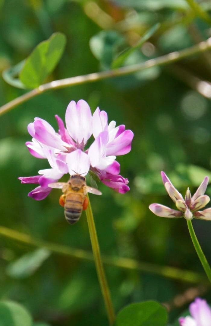 はちみつ　日本蜜蜂のハチミツ　奥山の蜂蜜　花粉入り　谷違い巣箱違いの２種