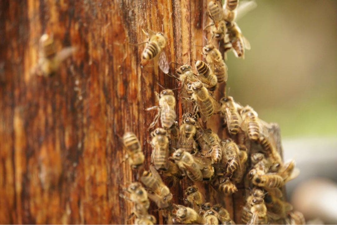 はちみつ　日本蜜蜂のハチミツ　奥山の蜂蜜　花粉入り　谷違い巣箱違いの２種