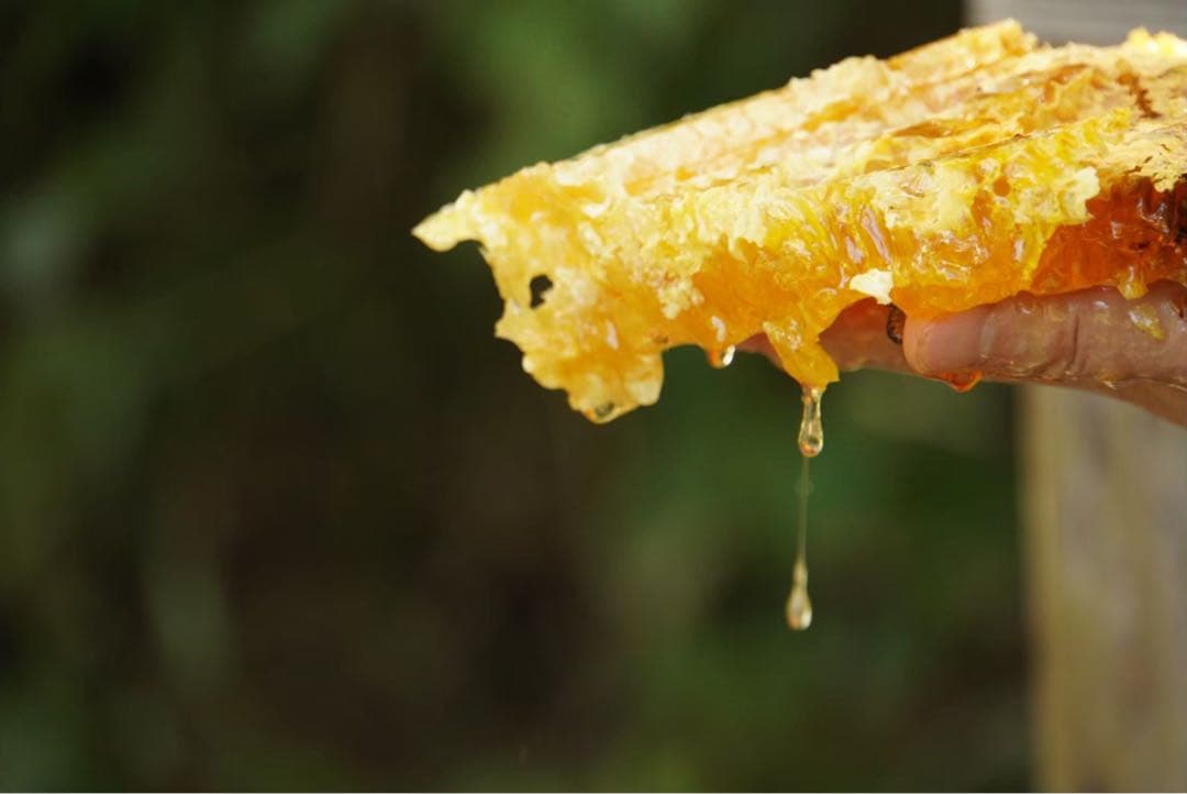 はちみつ　日本蜜蜂のハチミツ　奥山の奥の蜂蜜　国産蜂蜜愛媛産
