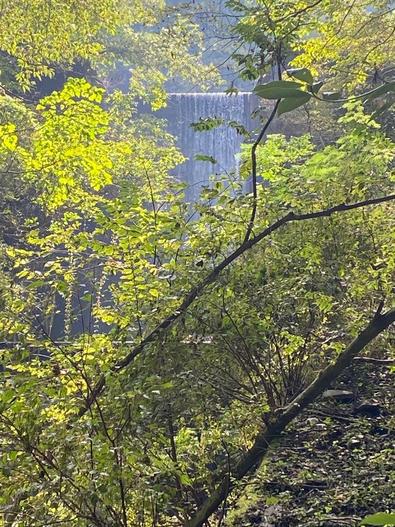 はちみつ　日本蜜蜂のハチミツ　奥山の奥の蜂蜜　国産蜂蜜愛媛産