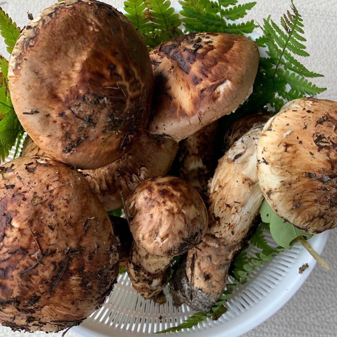 18日収穫　岩手県産　天然　松茸　649g 大量です！