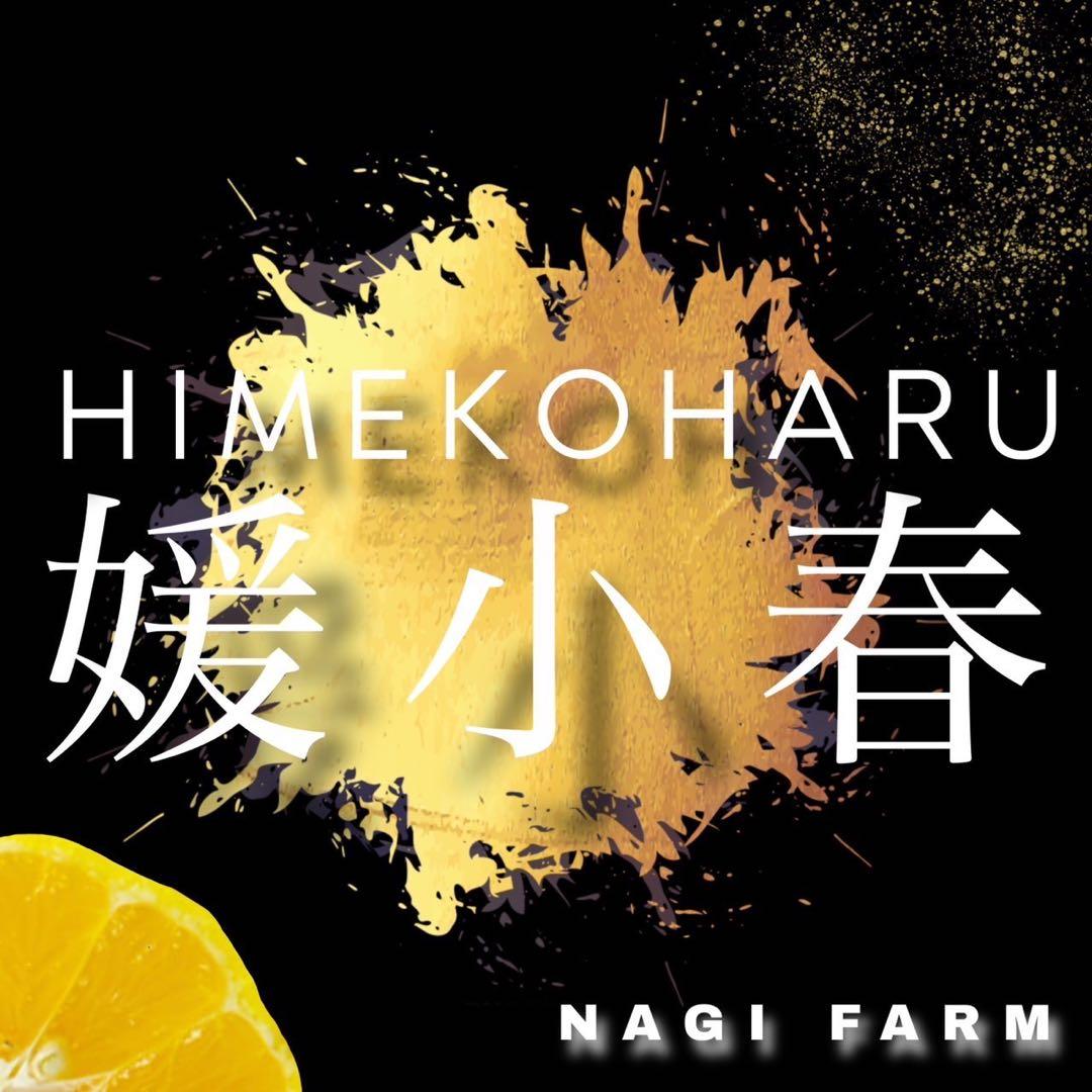 愛媛県産　媛小春　家庭用　10キロ