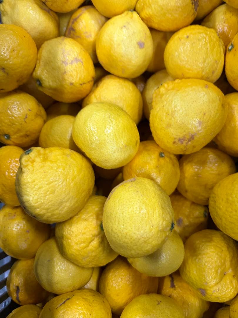 愛媛県産　媛小春　家庭用　10キロ