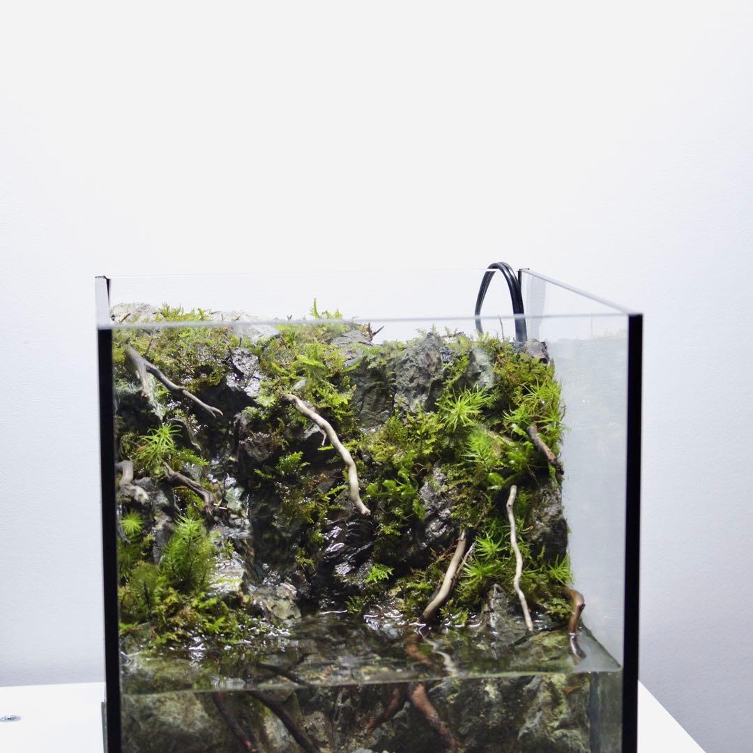 ざん　アクアテラリウム　レイアウト作品　195