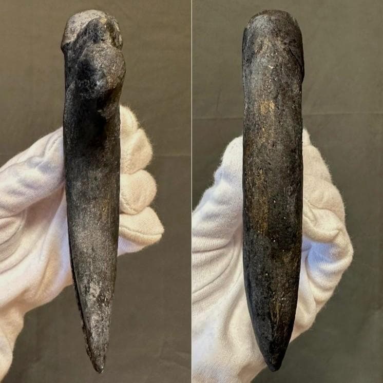 アロサウルス ハンドクロウ かぎ爪 化石標本 肉食恐竜 獣脚類 1498