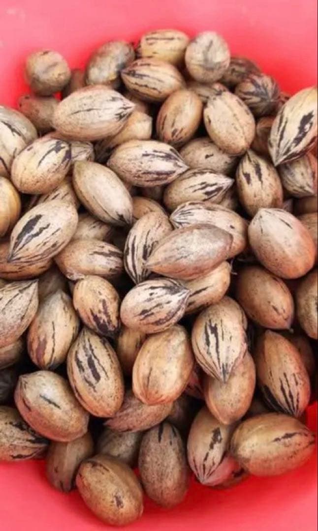 国産ピーカンナッツ 2025年産　　750g×4袋