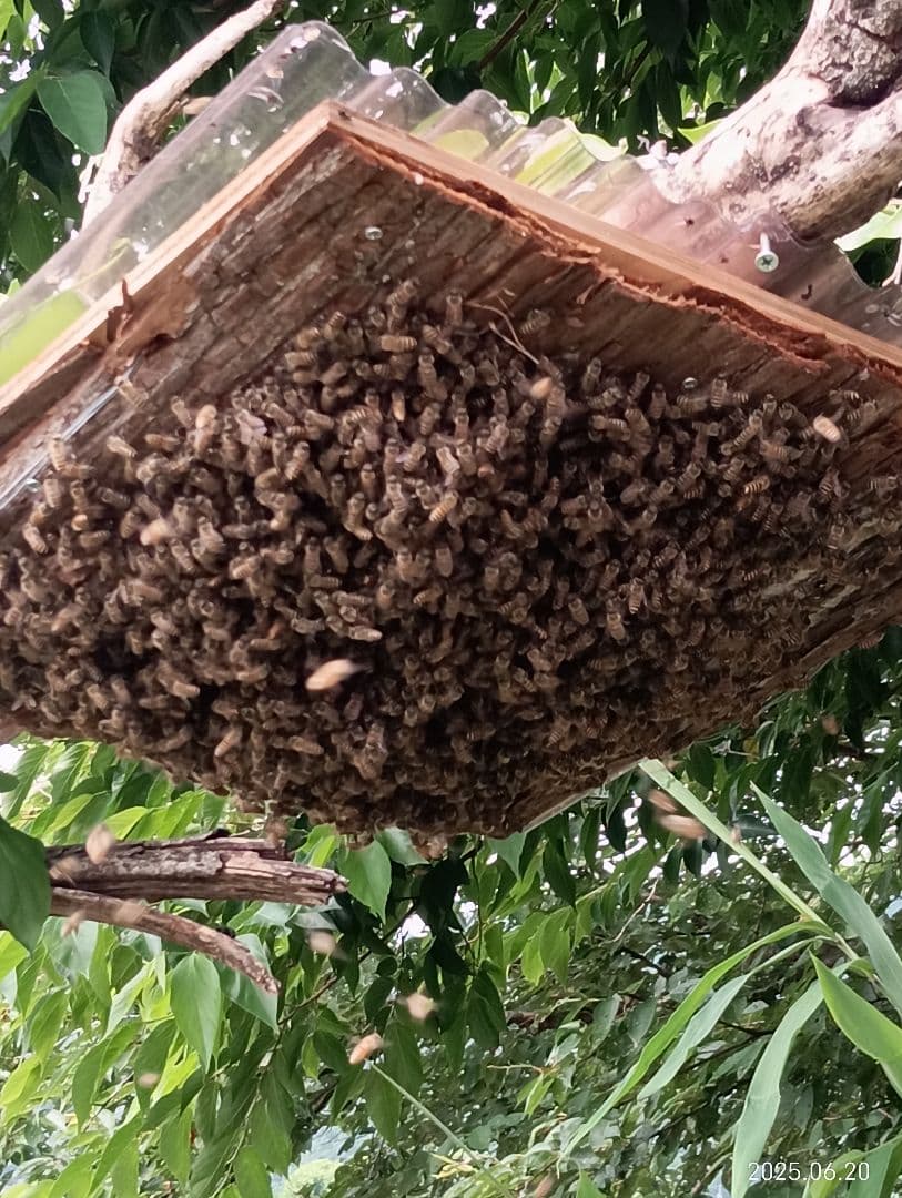 ニホンミツバチの百花蜜　国産天然ハチミツ　1180グラム　2本