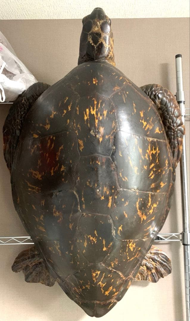 引き取りのみ❗️　アオウミガメ　剥製　国際希少野生動植牧種登録票付き　配送不可