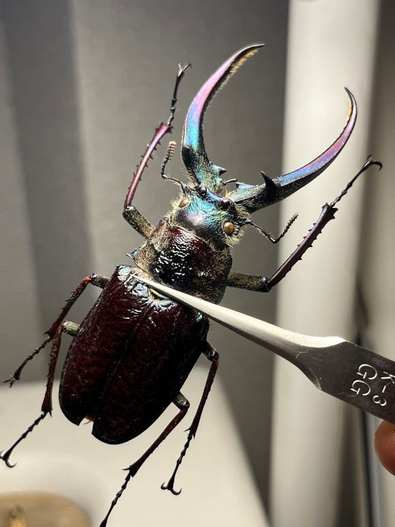 【顎MAZIORA】ギガンテウスシワバネクワガタ 昆虫標本 ニジイロクワガタ