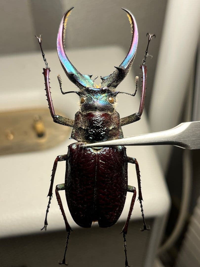 【顎MAZIORA】ギガンテウスシワバネクワガタ 昆虫標本 ニジイロクワガタ